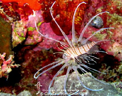 juvenile lionfish - only about 5 cm 
Bohol - Philippines by Claudia Weber-Gebert 
